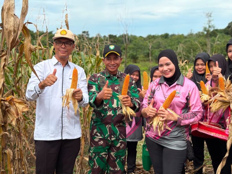 Panen Jagung Yonif TP 856/SBS, Kadis Pertanian Nagan Raya Dorong Sinergi Ketahanan Pangan